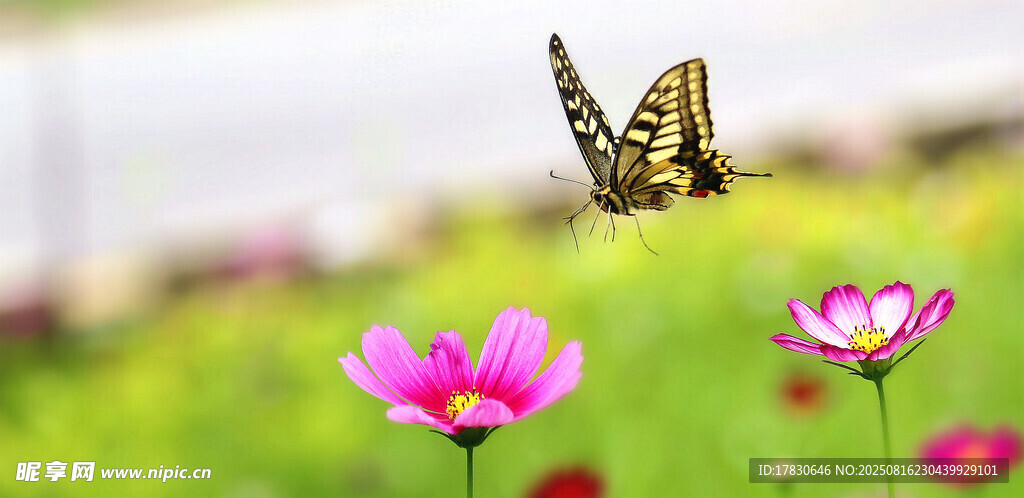 格桑花