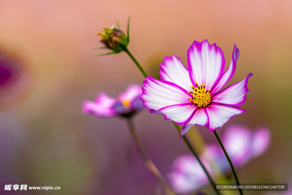 格桑花
