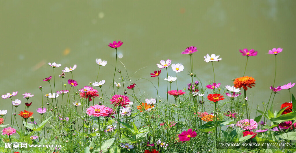 格桑花