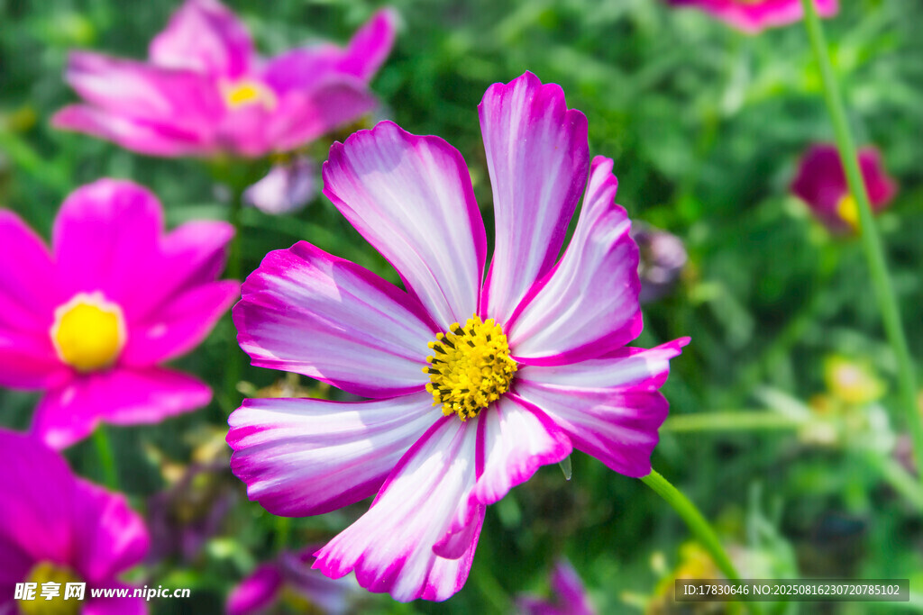 格桑花