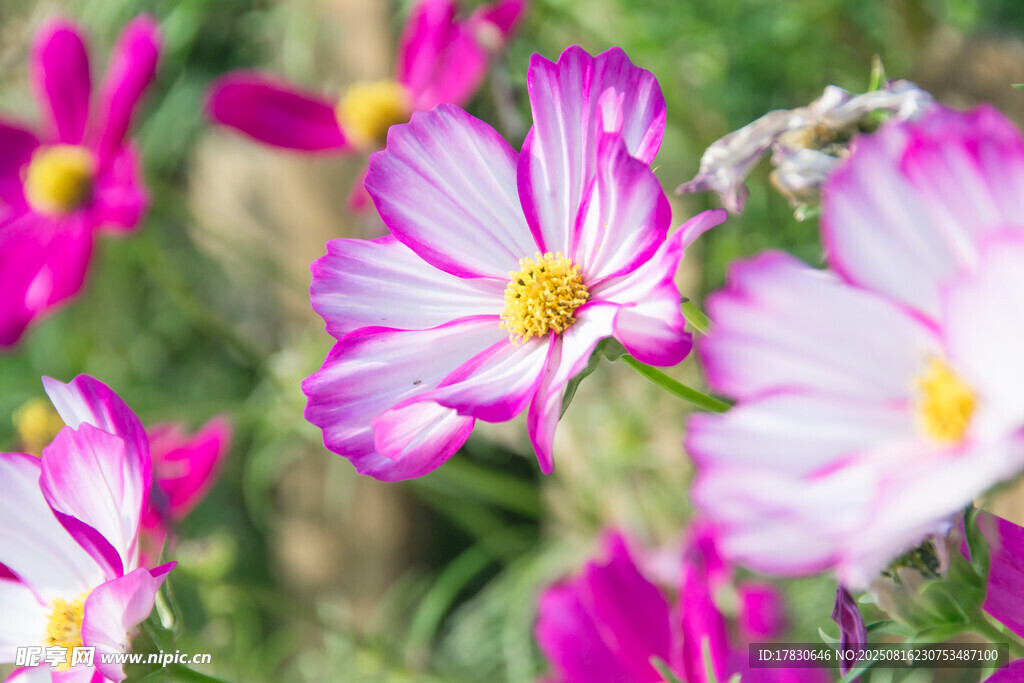 格桑花