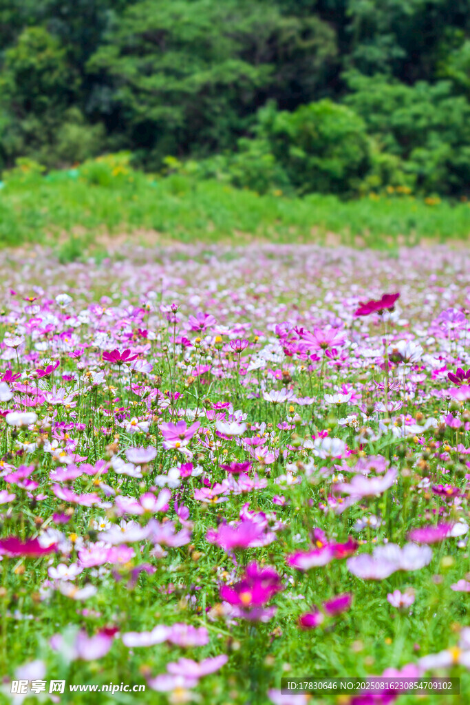 格桑花