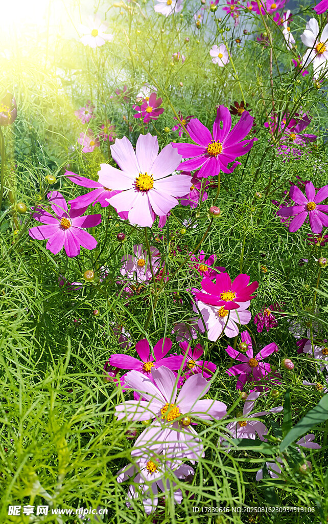 格桑花