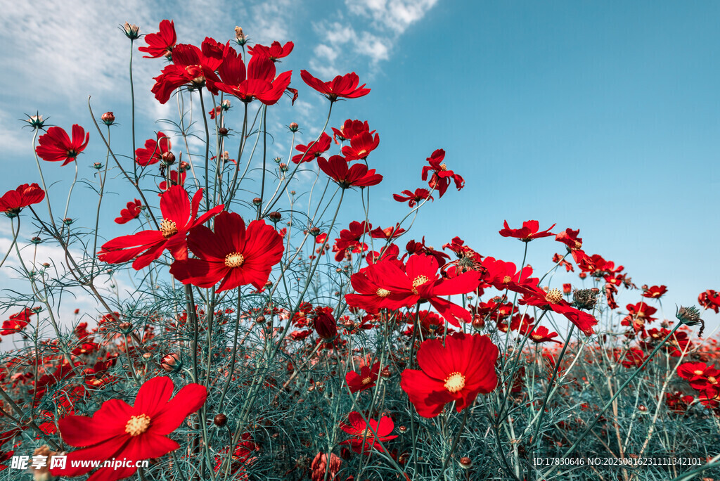 格桑花