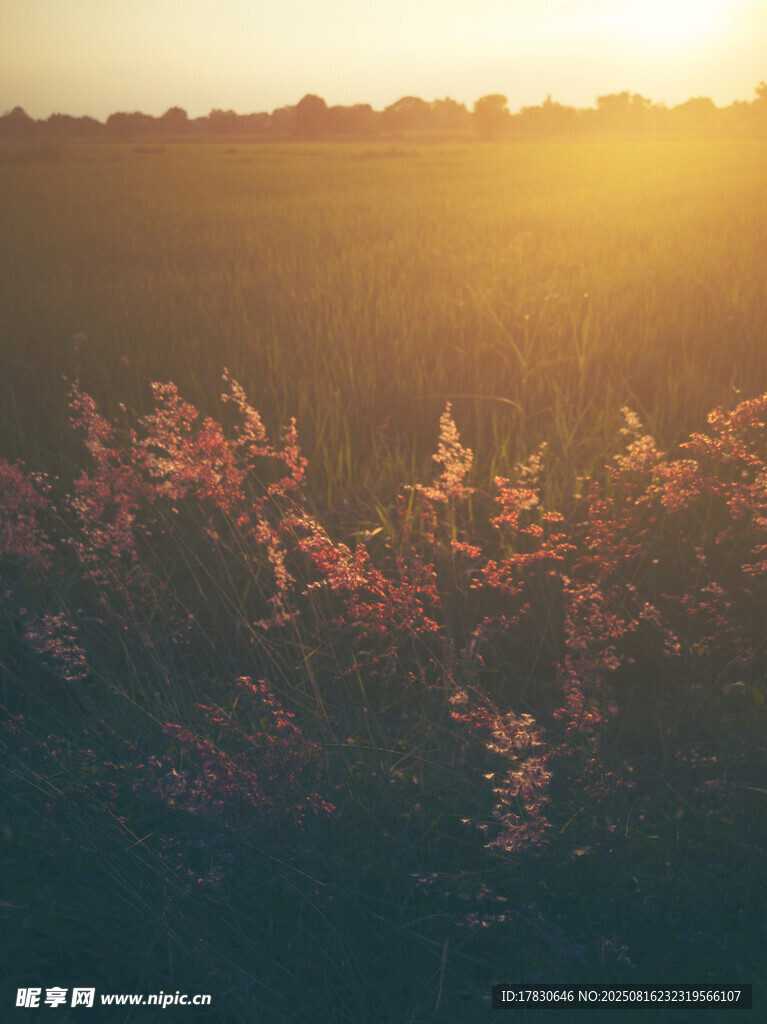 夕阳下的绚烂花草美景