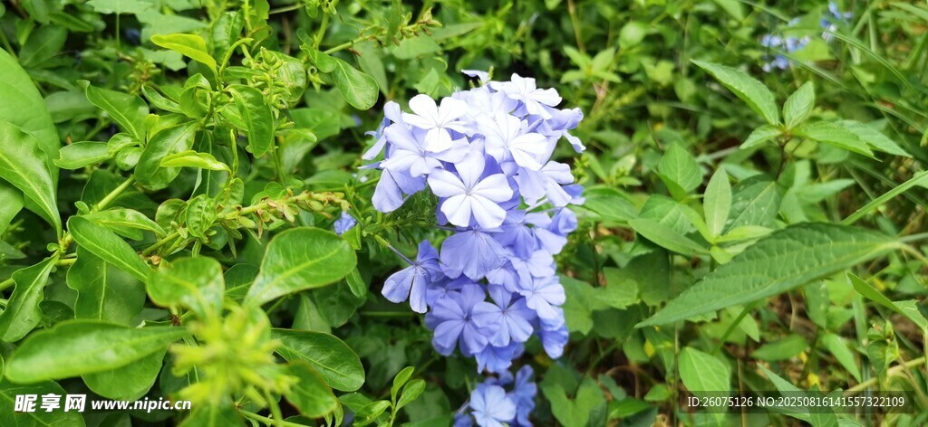 蓝紫色绣球花绽放于绿叶间