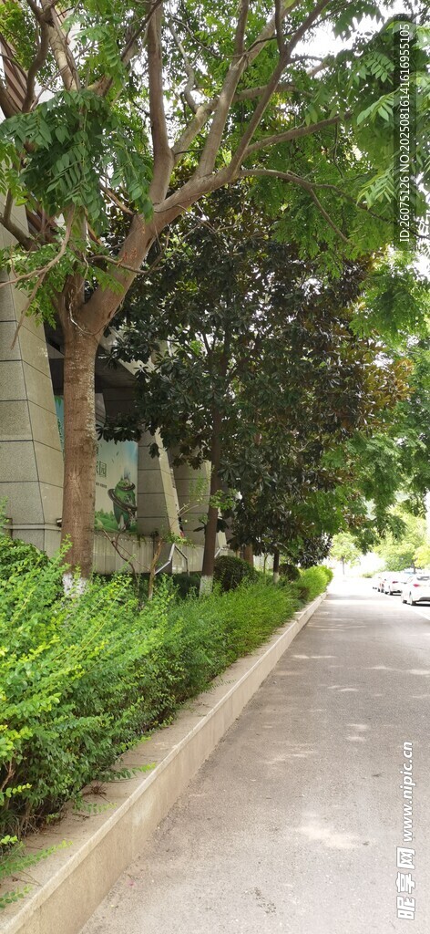 林荫小道旁的绿植景观