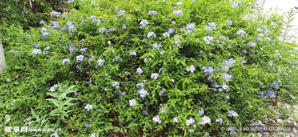 绿叶白花的繁茂植物