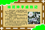 种子成熟记