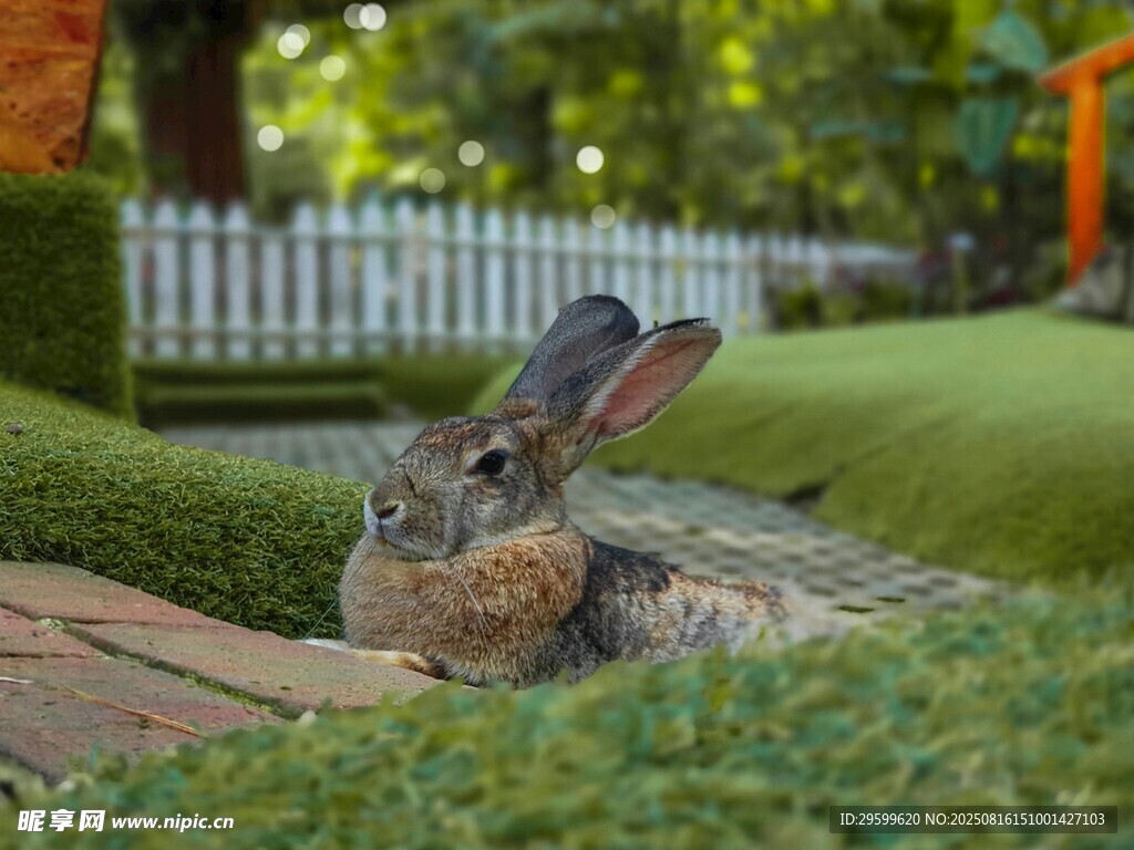 草丛中的可爱灰兔