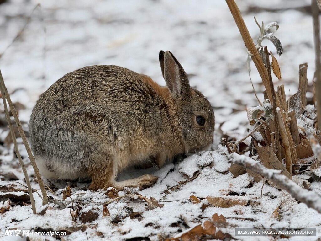 雪地中的野兔