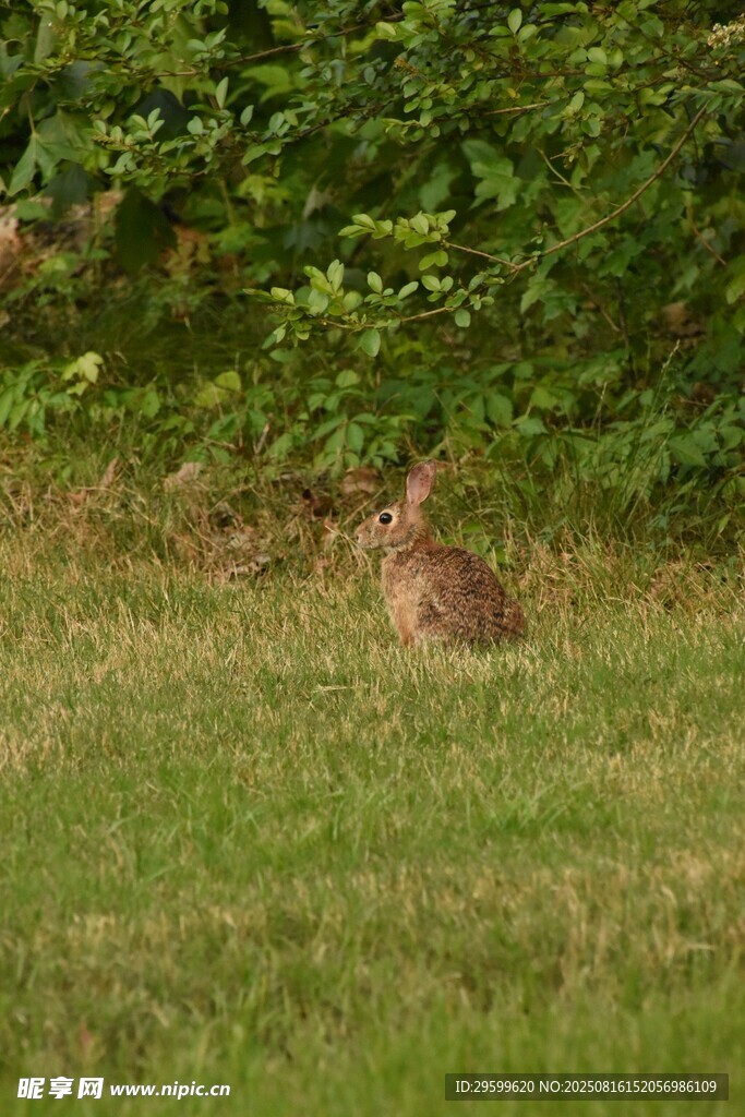 草地上的野兔