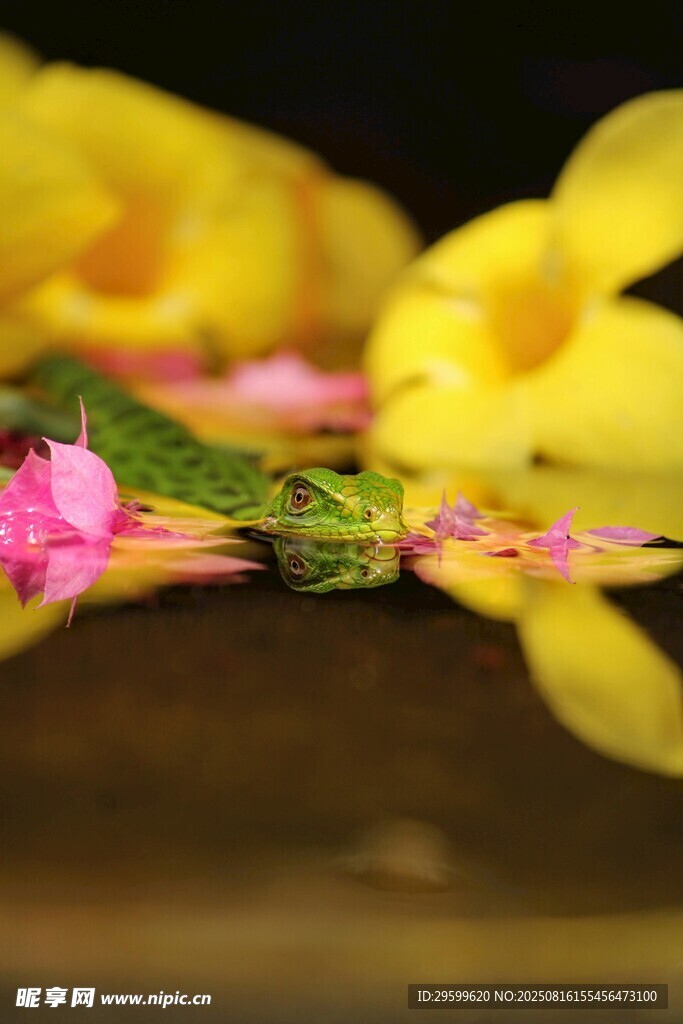 娇艳花朵特写