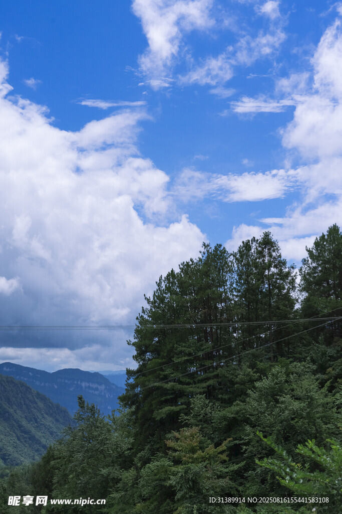 蓝天白云下的茂密山林