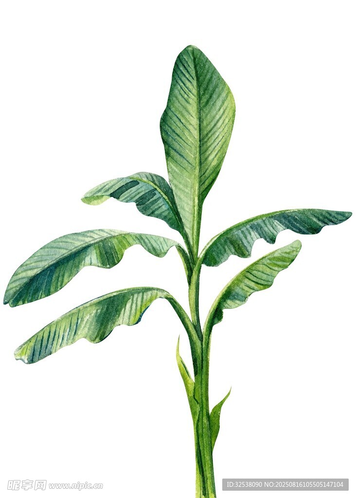 绿色香蕉树苗插画