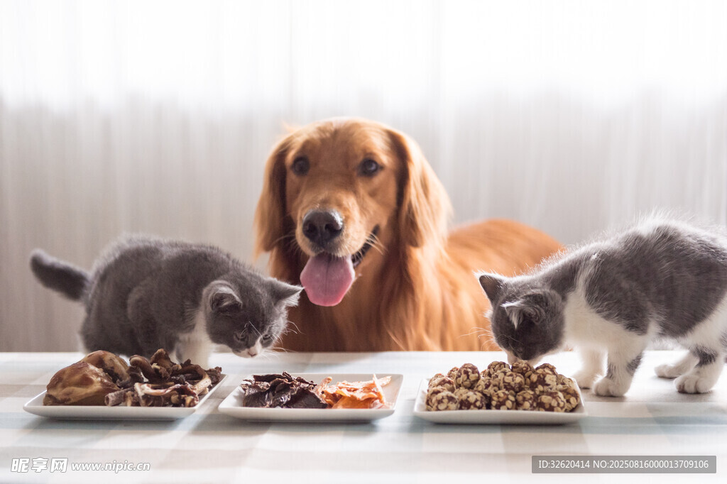 猫狗同享美食欢乐时刻