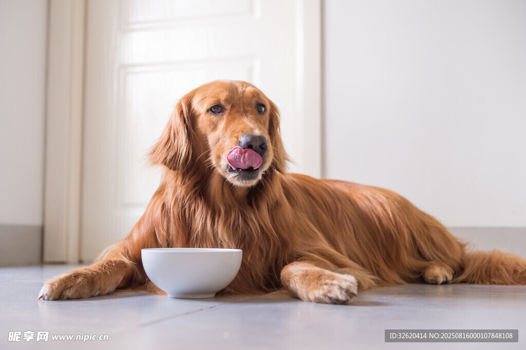 金毛犬卧地旁有食物碗