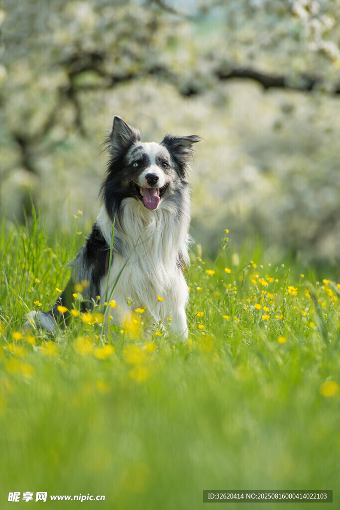 草地中的边牧犬