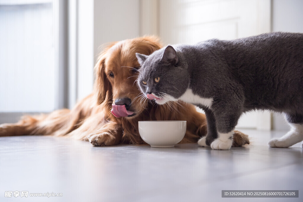 猫狗共食一碗饭