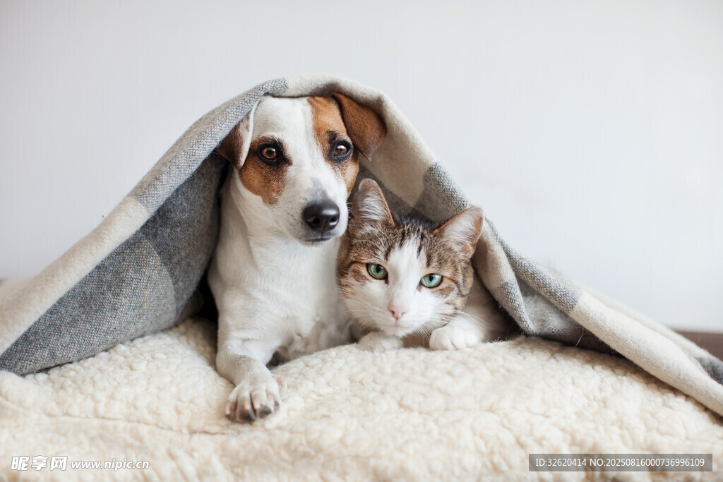 猫狗同窝温馨画面