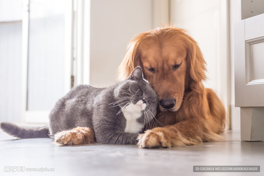 金犬灰猫温馨依偎