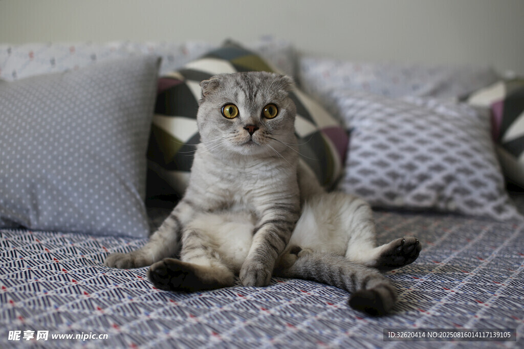 坐姿可爱的猫咪