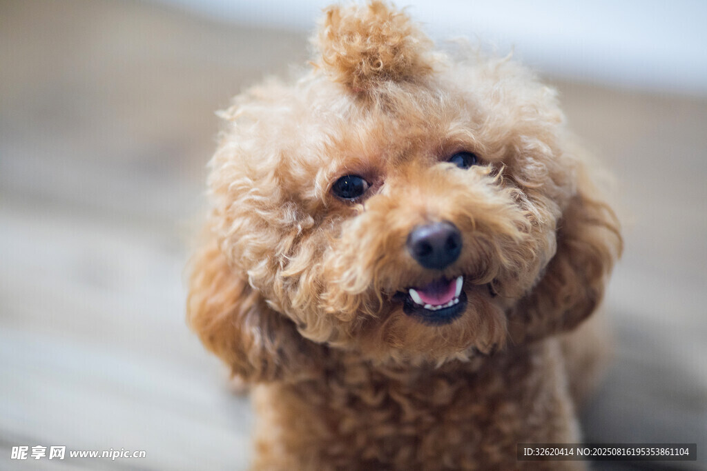 可爱棕色泰迪犬俏皮模样