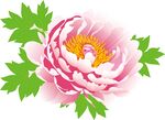 娇艳盛开的粉色牡丹花