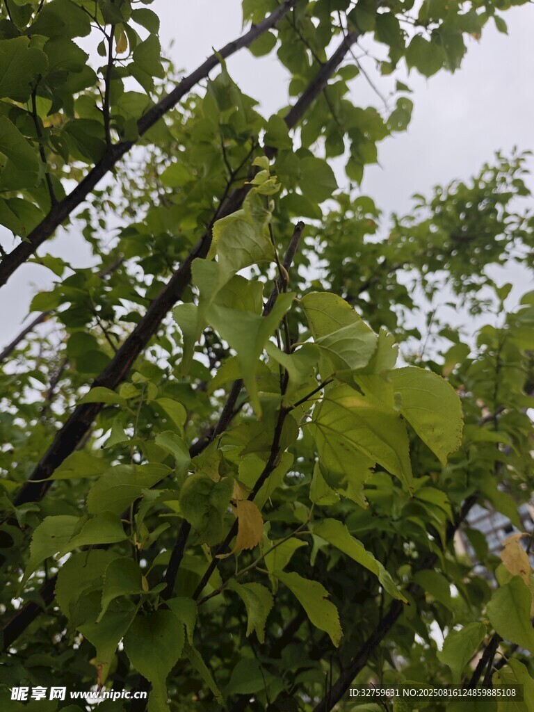 繁茂枝叶间的绿意生机