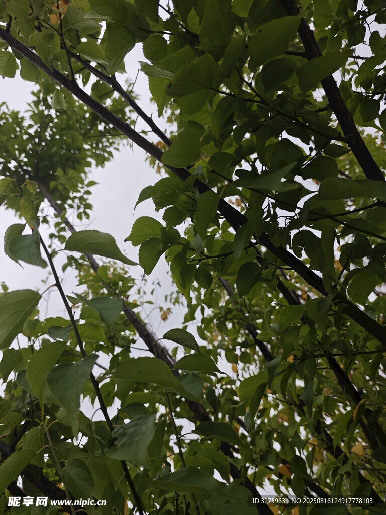 仰视繁茂绿叶
