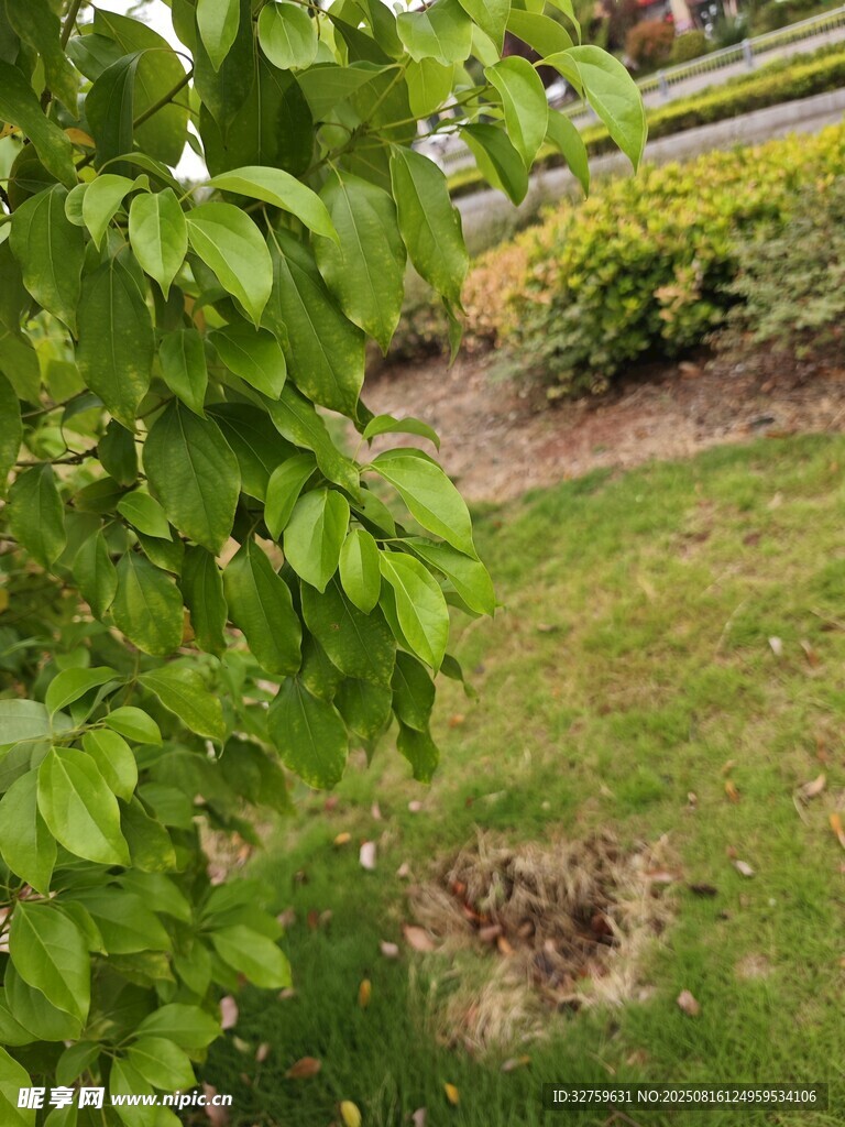 绿叶下的草地景观