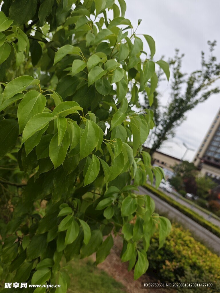 绿叶繁茂的户外植物景观