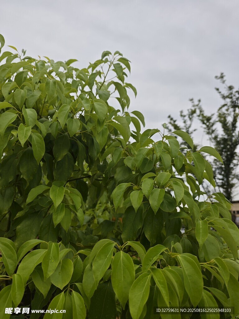 翠绿繁茂的树叶