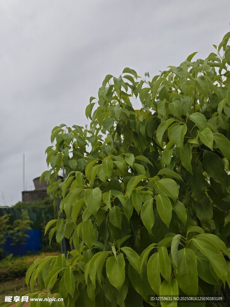 绿叶繁茂的植物