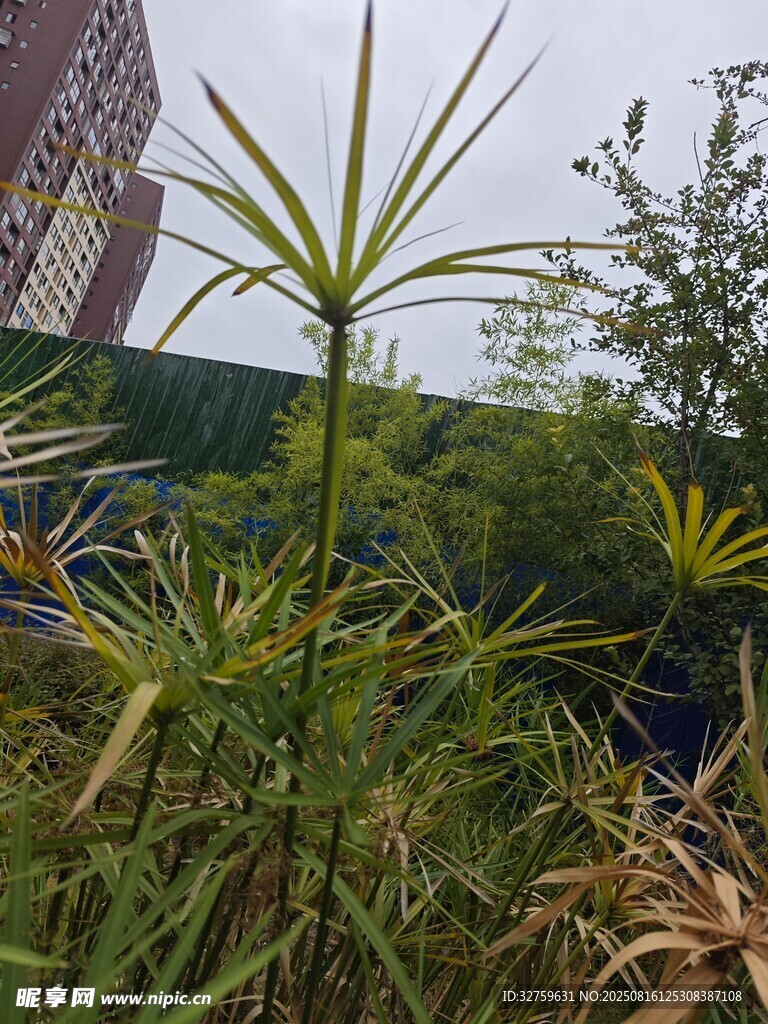 户外繁茂绿植景观