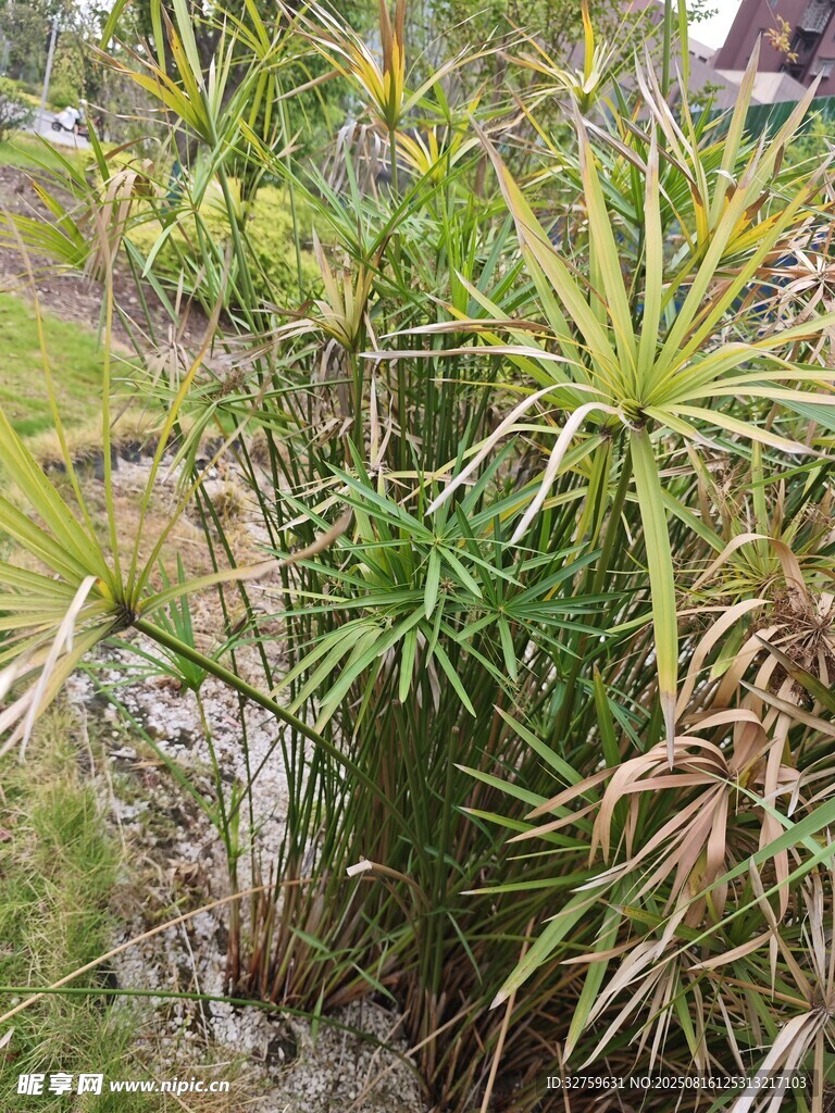 翠绿繁茂的丛生植物