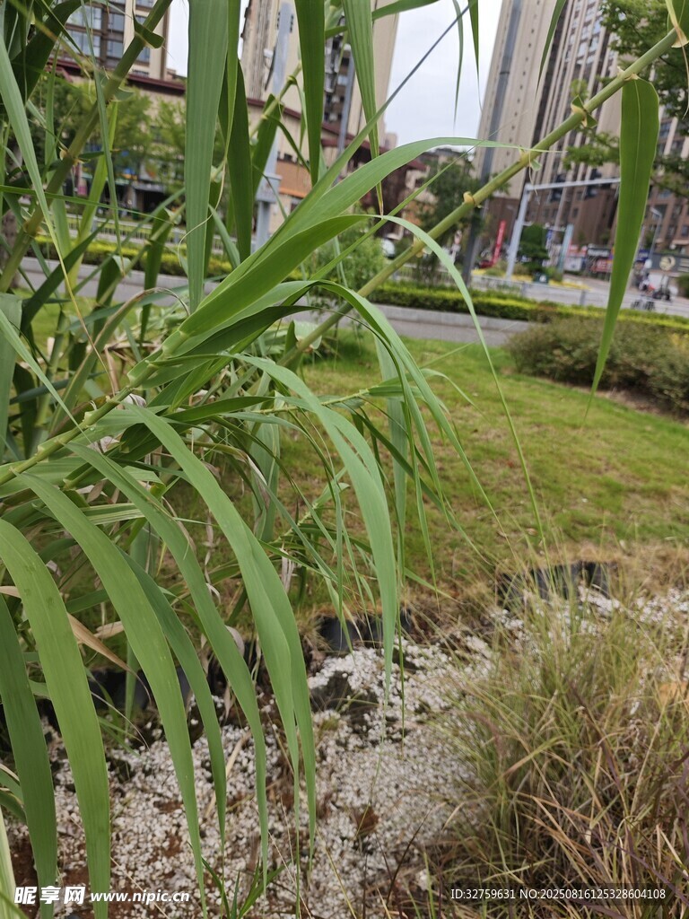 户外绿植景观一角