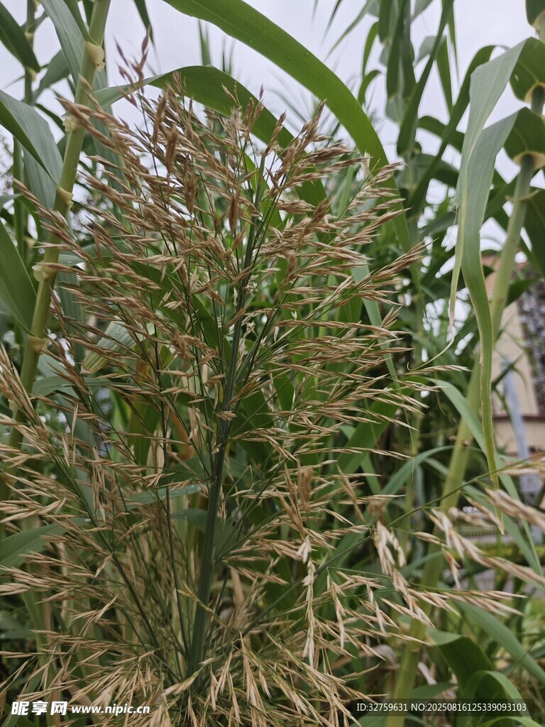 成熟的高粱植株