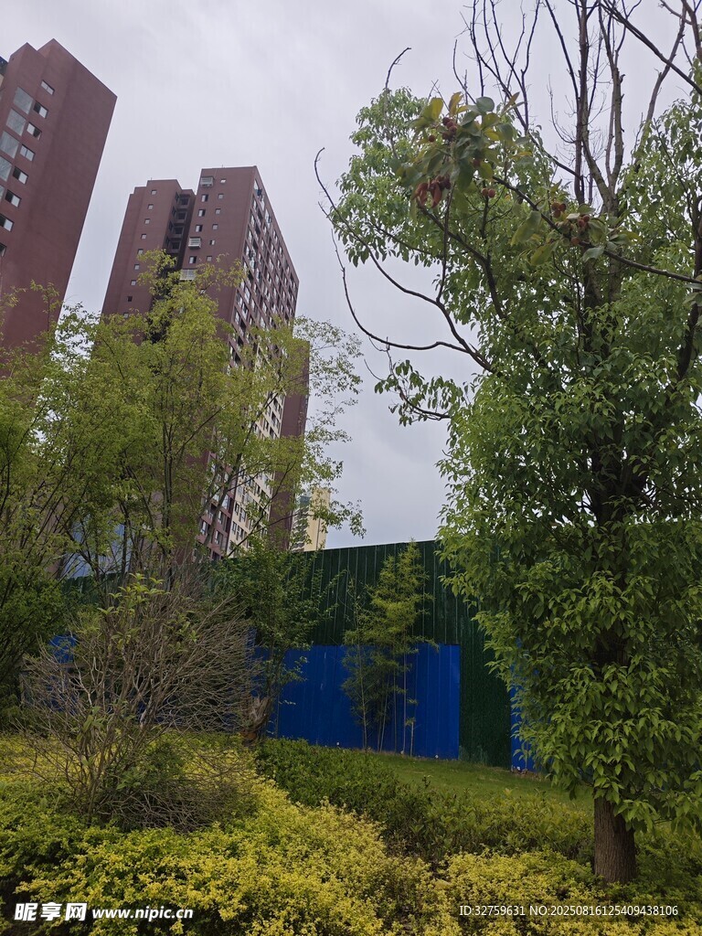 城市绿植与高楼景观