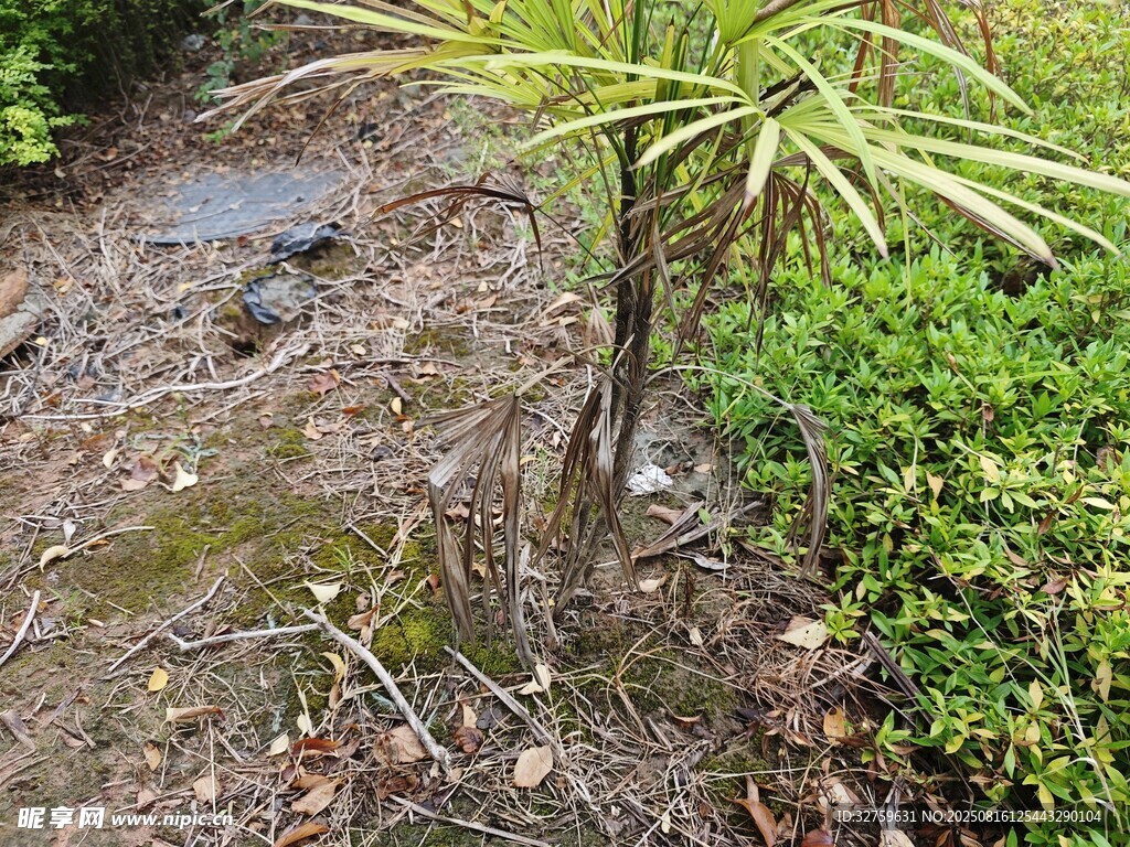 花园中的绿植与湿润地面
