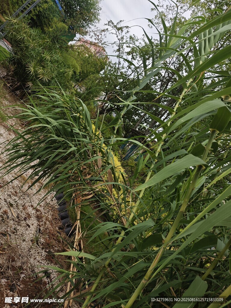 山间繁茂绿植景观