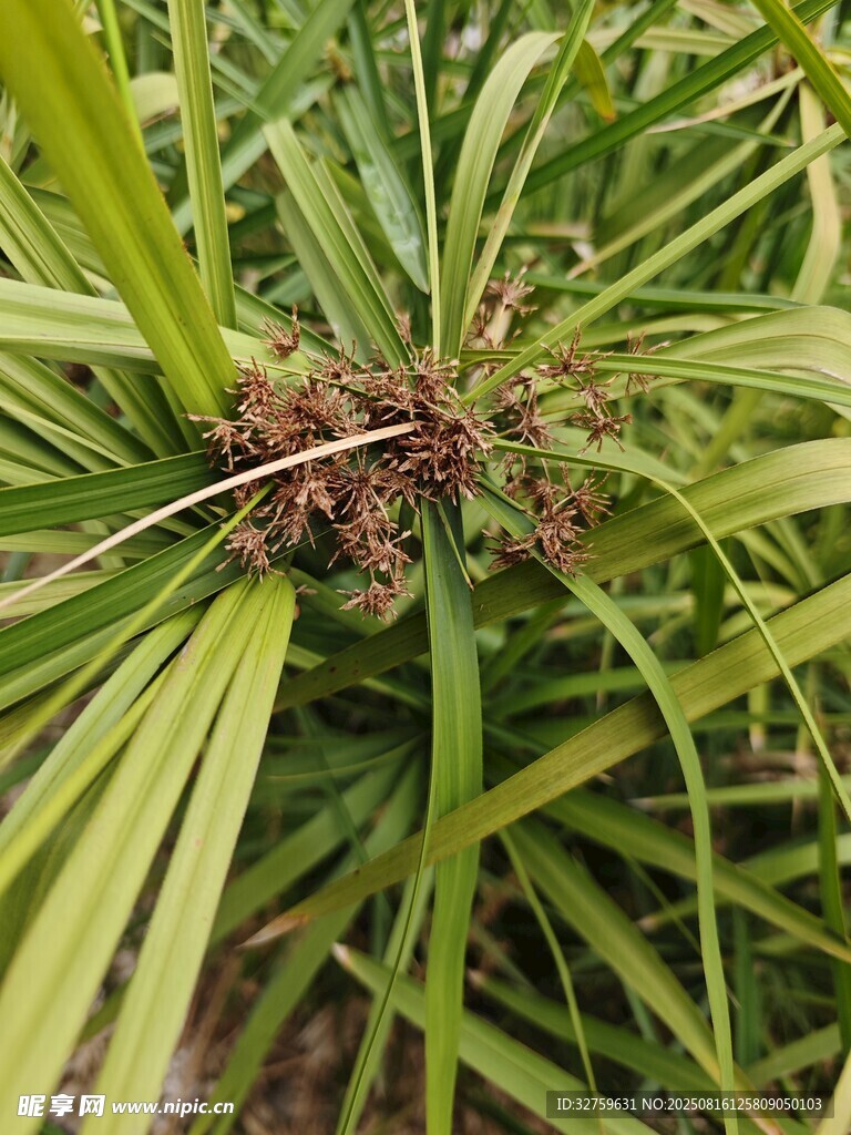 丛生绿植特写