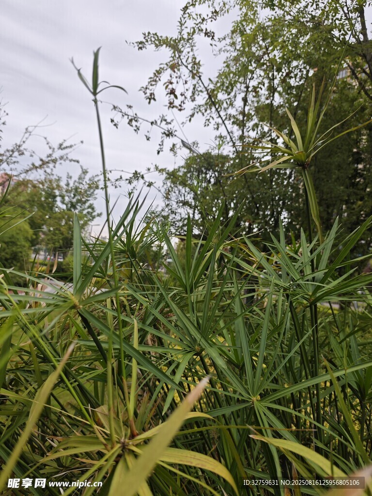 野外繁茂的绿色植物景观