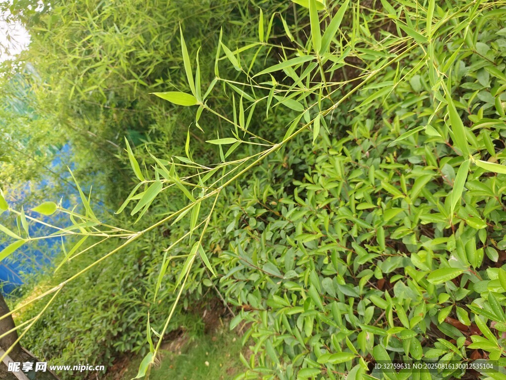 翠绿竹林景观