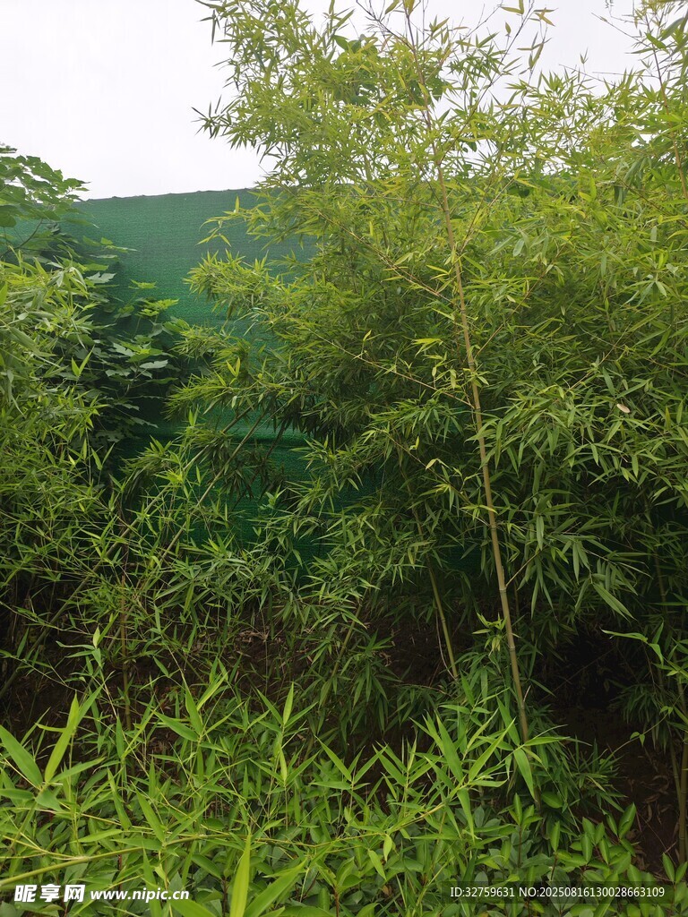 茂密竹林与周边绿植景观