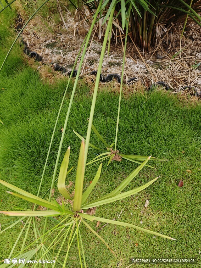 绿色伞状植物特写
