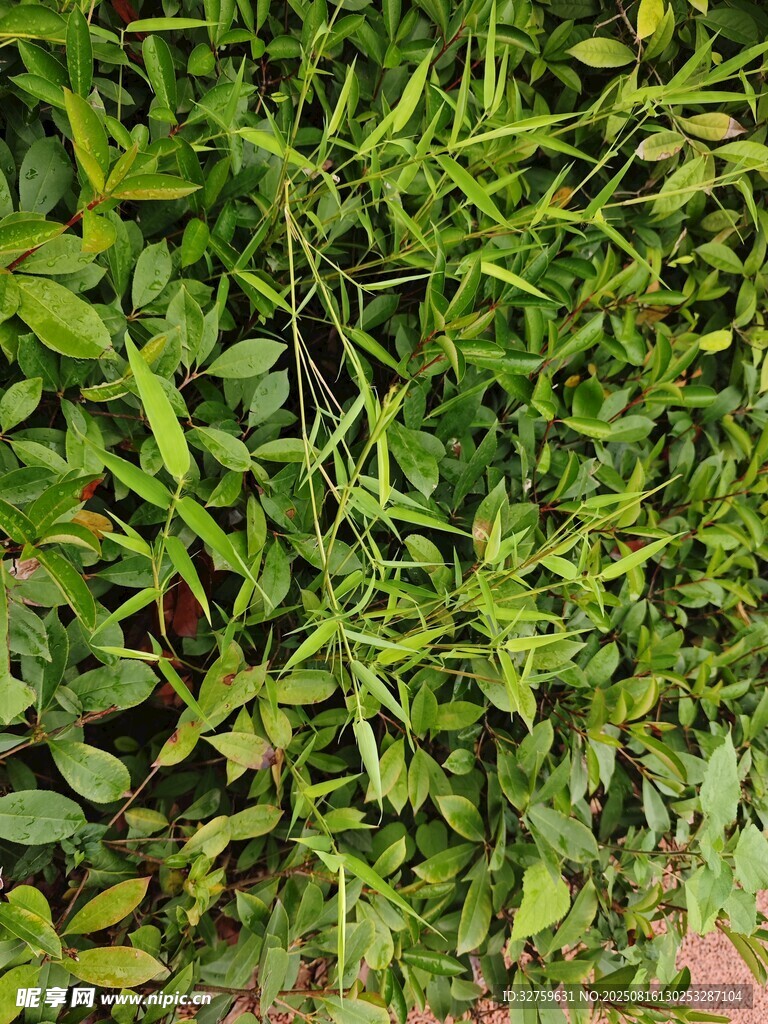 翠绿繁茂的植物景观