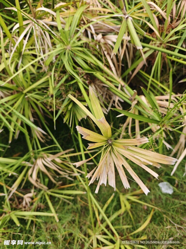 翠绿棕黄相间的植物叶片