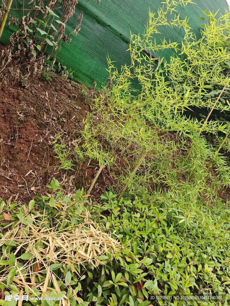 户外绿植景观