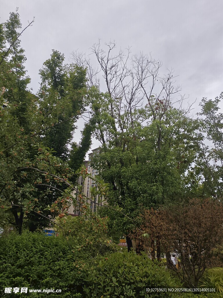 绿树成荫的户外景色
